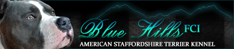 HODOWLA AMERICAN STAFFORDSHIRE TERRIER + BLUE HILLS